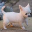 Lovely 12 weeks old chihuahua Puppies.